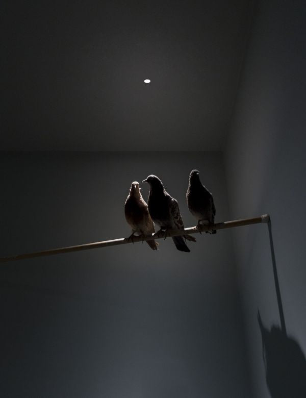 Nulla Lamp