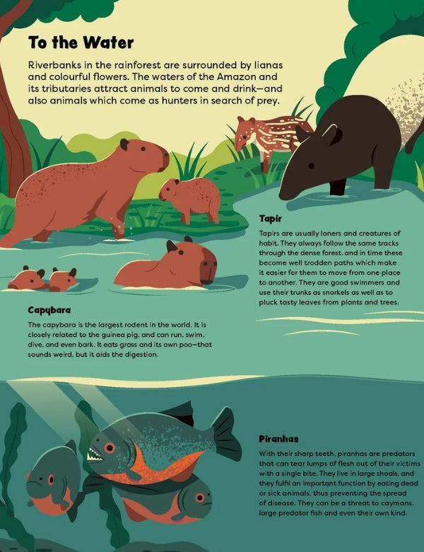 Explore the Rainforest